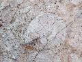 Ammonitesz - jura idszak  - Gerecse